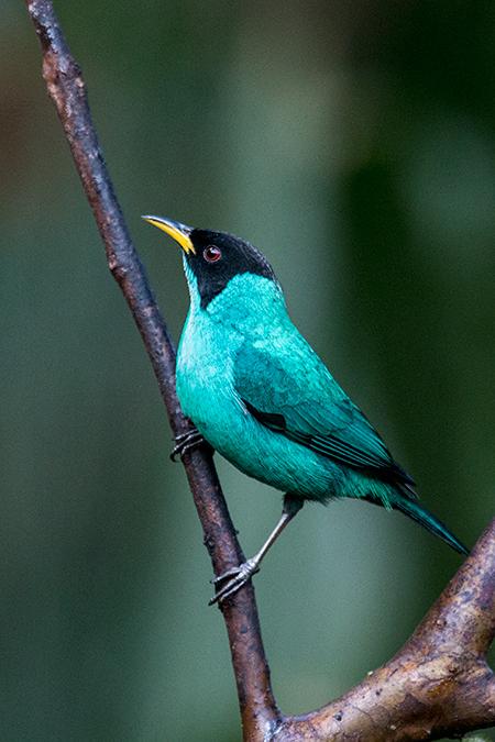 Male Green Honeycreeper,Jonass Feeders, Folha Seca Road, Ubatuba, Brazil