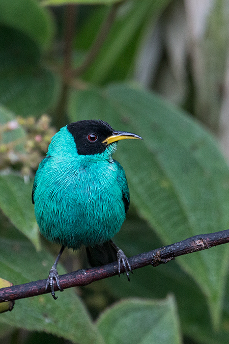 Male Green Honeycreeper, Jonass Feeders, Folha Seca Road, Ubatuba, Brazil