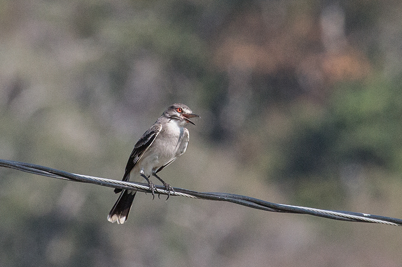 Gray Monjita, Pousada Currupira das Araras, Brazil