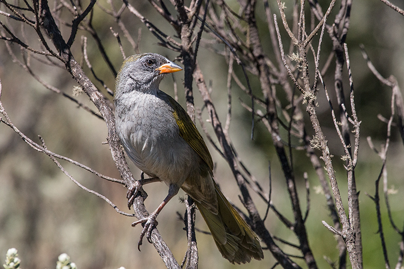 Great Pampa-Finch, Agulhas Negras Road,  Parque Nacional do Itatiaia, Brazil