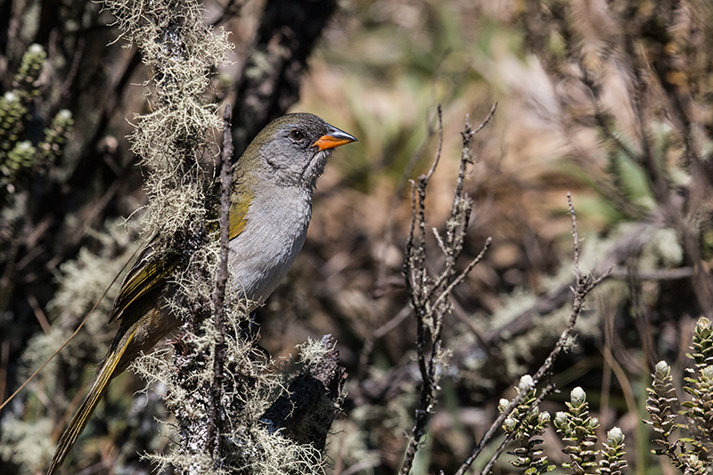 Great Pampa-Finch, Agulhas Negras Road,  Parque Nacional do Itatiaia, Brazil