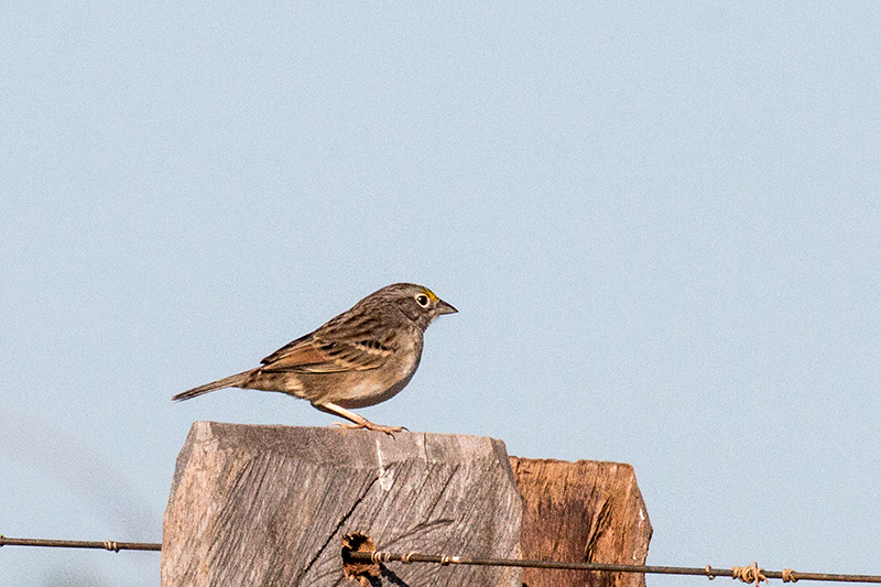 Grassland Sparrow, Pousada Jardim da Amazonia, Brazil