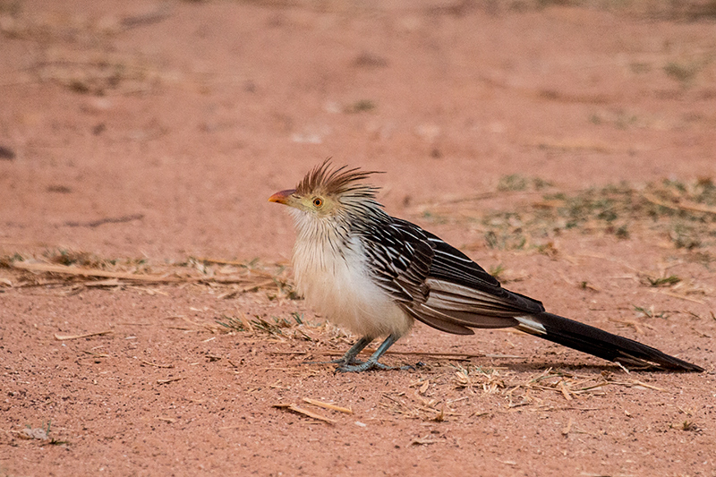 Guira Cuckoo, Piuval Lodge, Brazil 