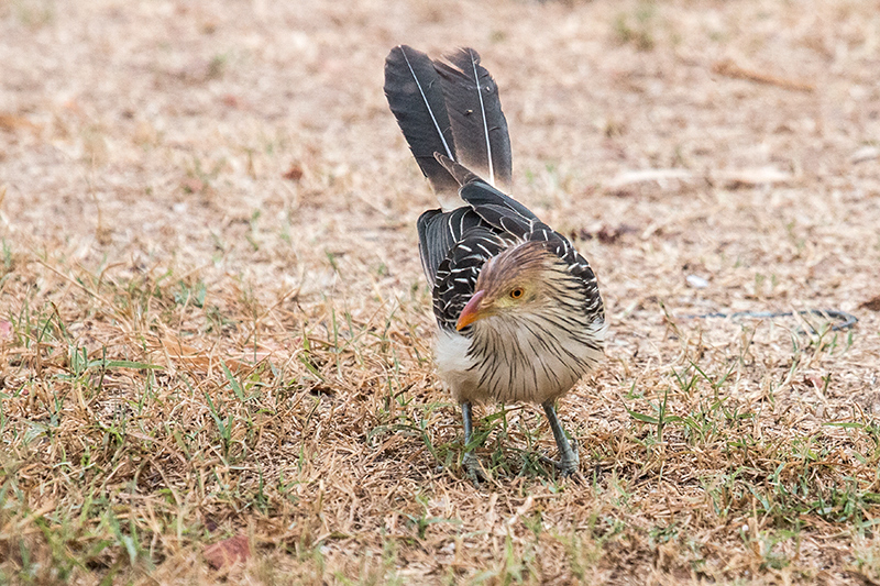 Guira Cuckoo, Piuval Lodge, Brazil 