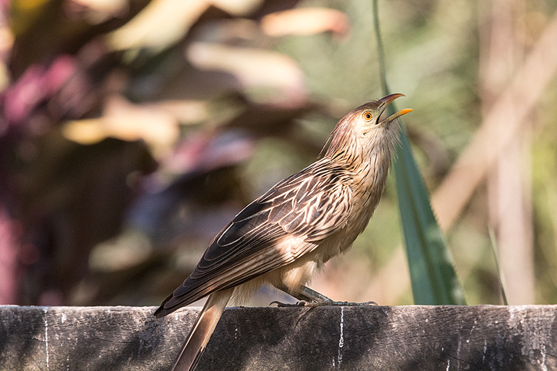 Guira Cuckoo, Hotel Pantanal Norte, Porto Jofre, Brazil