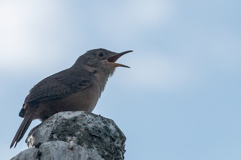 House Wren, Hotel do Ype,  Parque Nacional do Itatiaia, Brazil