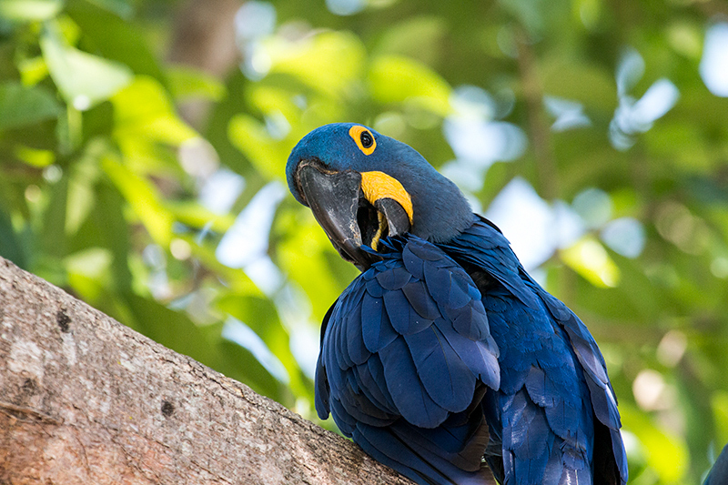 Hyacinth Macaw, Hotel Pantanal Norte, Porto Jofre, Brazil 