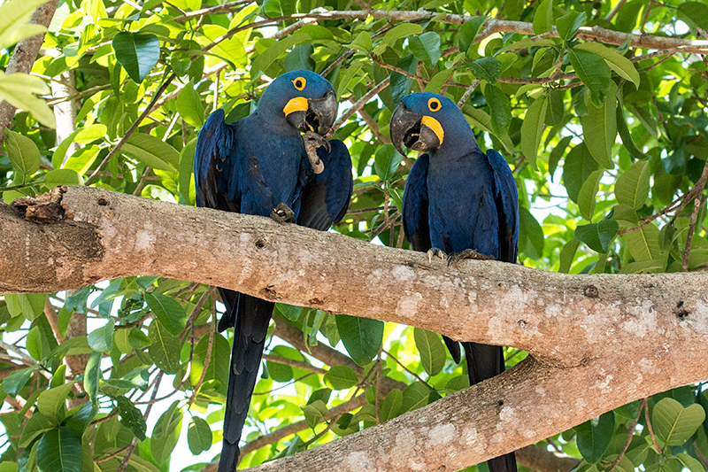 Hyacinth Macaw, Hotel Pantanal Norte, Porto Jofre, Brazil 