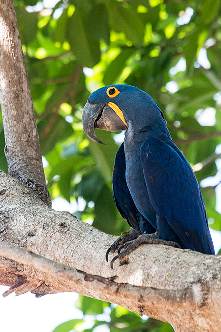 Hyacinth Macaw, Hotel Pantanal Norte, Porto Jofre, Brazil 