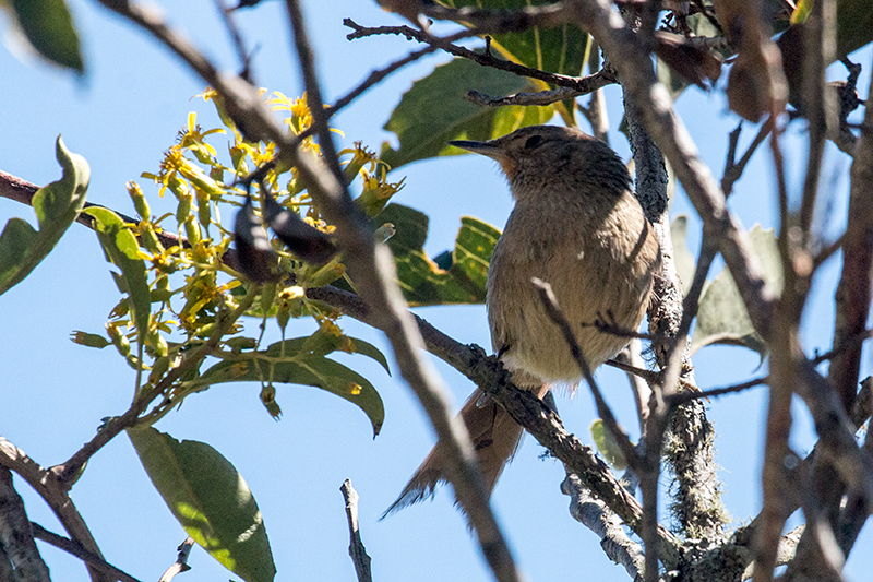 Itatiaia Spinetail (Itatiaia Thistletail), Agulhas Negras Road,  Parque Nacional do Itatiaia, Brazil