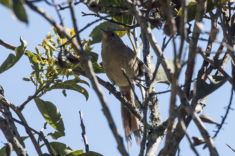 Itatiaia Spinetail (Itatiaia Thistletail), Agulhas Negras Road,  Parque Nacional do Itatiaia, Brazil