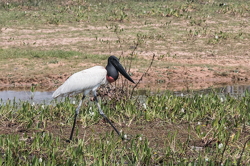 Jabiru, Piuval Lodge, Brazil 