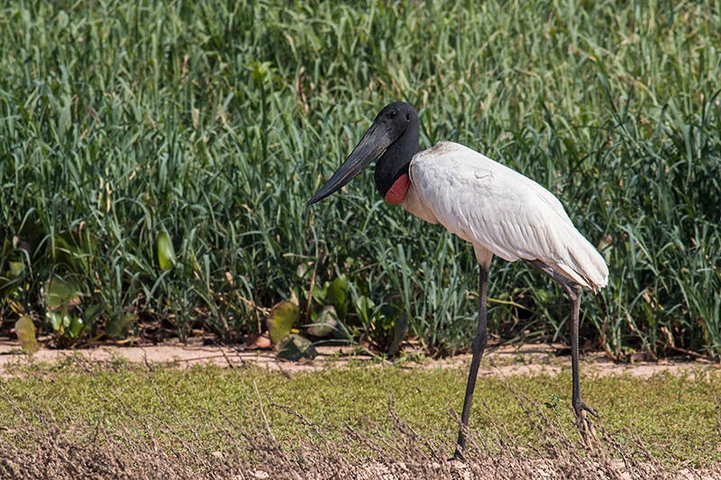 Jabiru, Porto Jofre, Brazil 