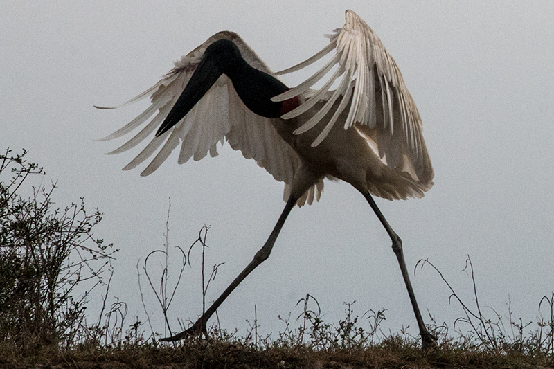 Jabiru, Pixiam River, Brazil 