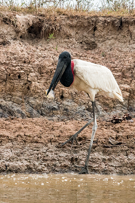 Jabiru, Pixiam River, Brazil 