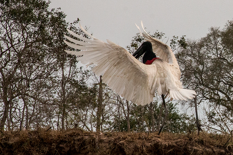 Jabiru, Pixiam River, Brazil 