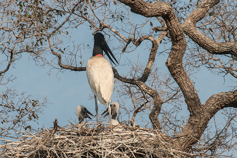 Nesting Jabiru, Pantanal Mato Grosso Lodge, Brazil 