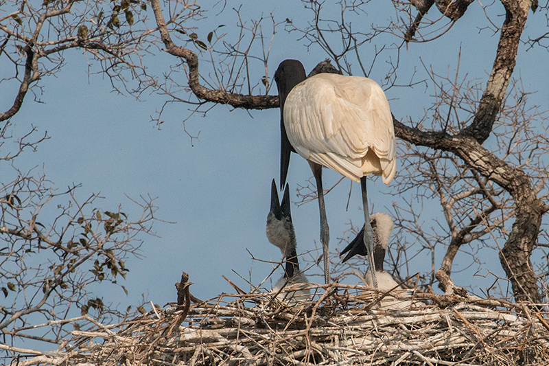 Nesting Jabiru, Pantanal Mato Grosso Lodge, Brazil 