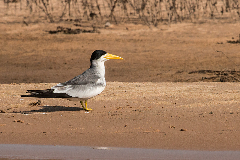 Large-billed Tern, Cuiab River, Porto Jofre, Brazil 