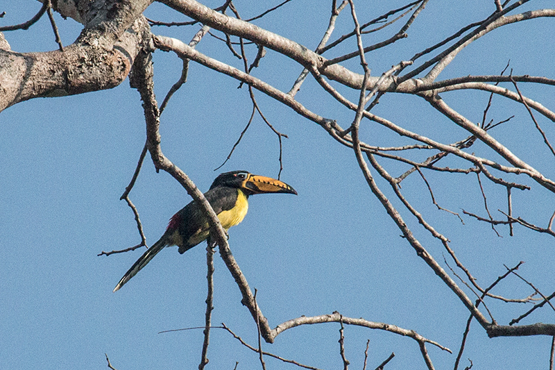 Lettered Aracari, Pousada Currupira das Araras, Brazil