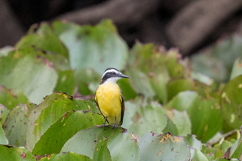 Lesser Kiskadee, Pixiam River, Brazil 