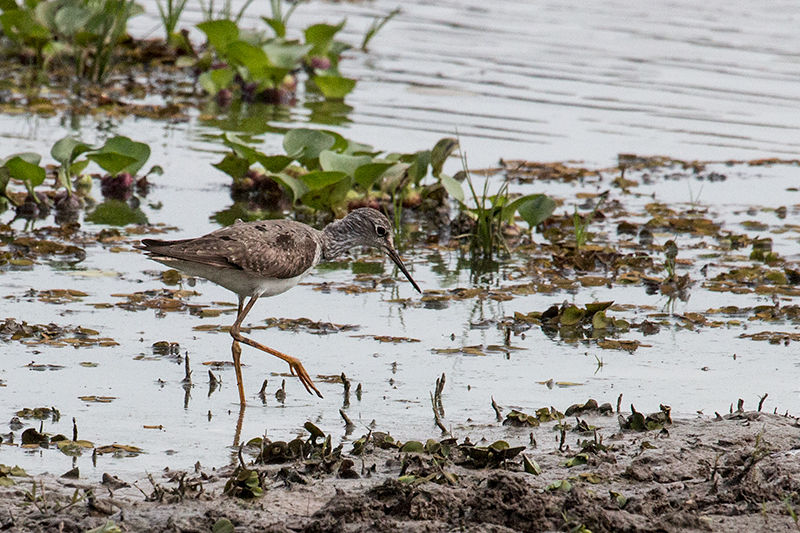 Lesser Yellowlegs, Hotel Pantanal Norte, Porto Jofre, Brazil 