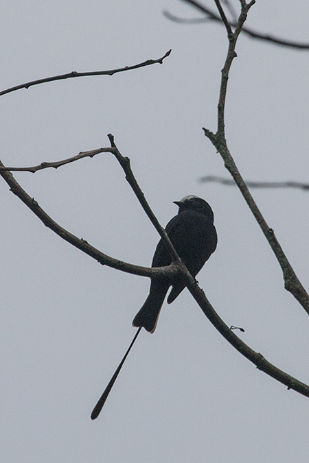 Long-tailed Tyrant, Itamambuca (Dirt Road), Brazil 