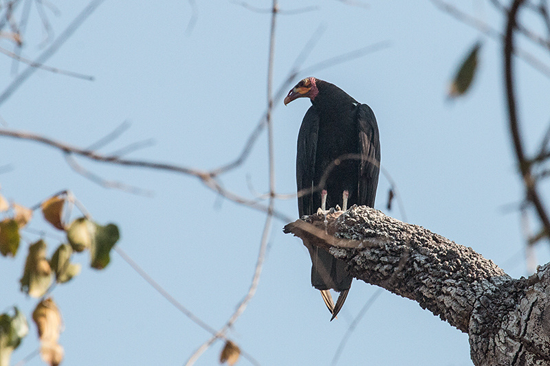 Lesser Yellow-headed Vulture, Piuval Lodge, Brazil 