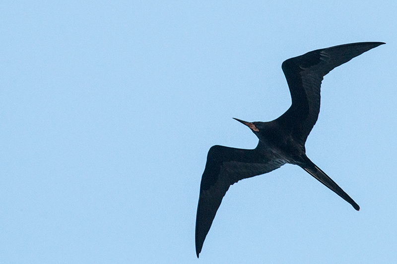 Magnificent Frigatebird, Caraguatatuba, Brazil