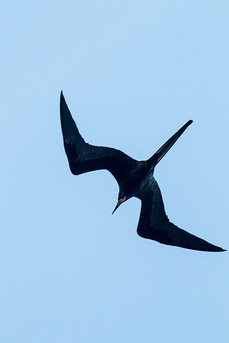 Magnificent Frigatebird, Caraguatatuba, Brazil