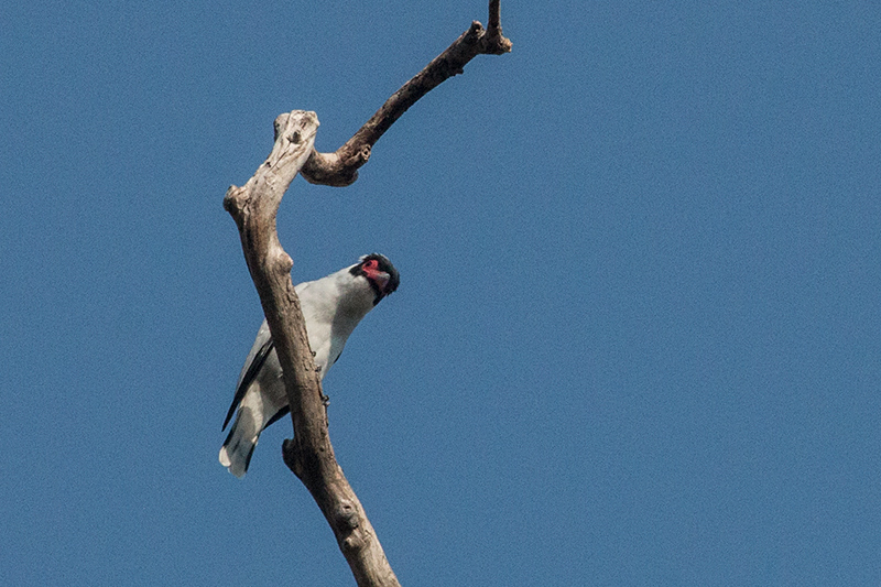 Masked Tityra, Pousada Currupira das Araras, Brazil