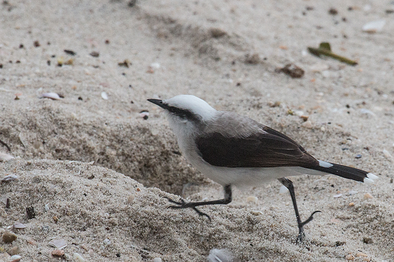 Masked Water-Tyrant, Ubatuba, Brazil