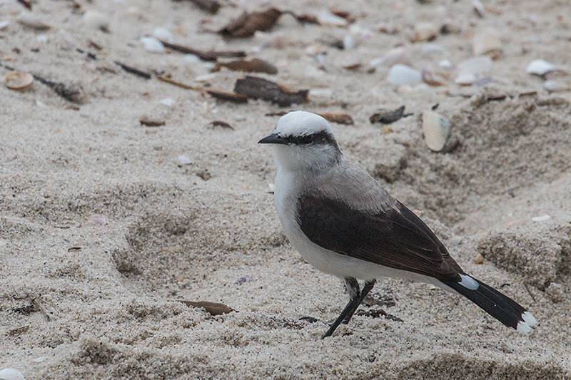 Masked Water-Tyrant, Ubatuba, Brazil