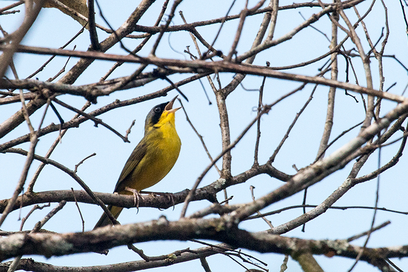 Masked Yellowthroat, Iguaz National Park, Argentina