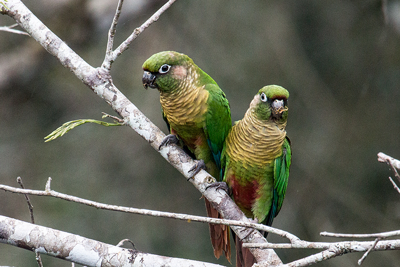 Maroon-bellied Parakeet, Parque Provincial Urugua-, Argentina