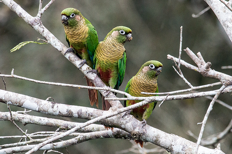 Maroon-bellied Parakeet, Parque Provincial Urugua-, Argentina