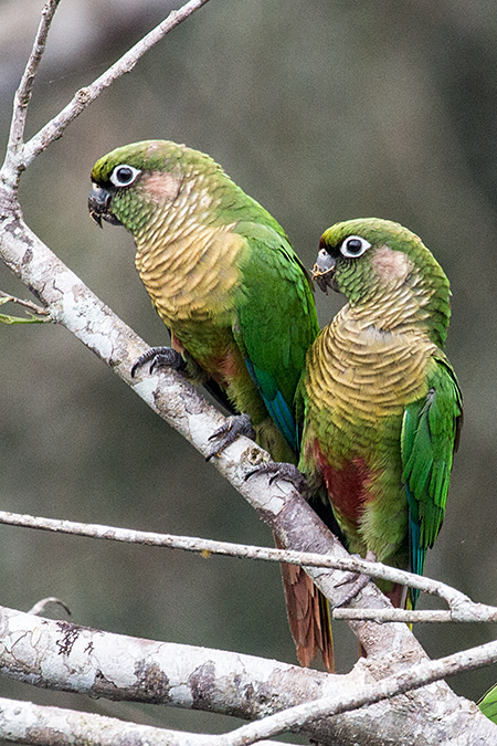 Maroon-bellied Parakeet, Parque Provincial Urugua-, Argentina