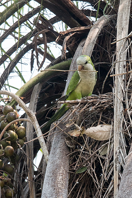 Monk Parakeet Building Nest, Hotel Pantanal Norte, Porto Jofre, Brazil 