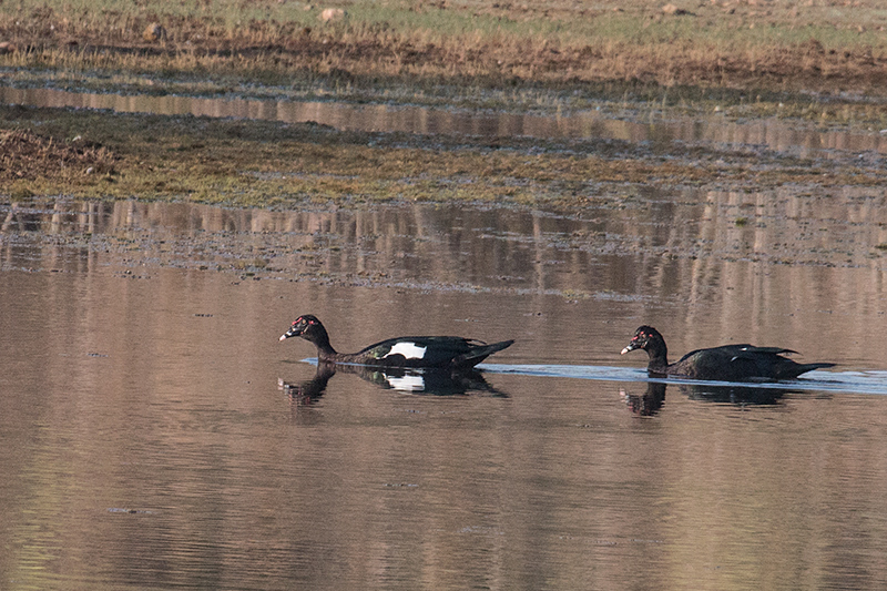 Muscovy Duck, Pousada Currupira das Araras, Brazil 