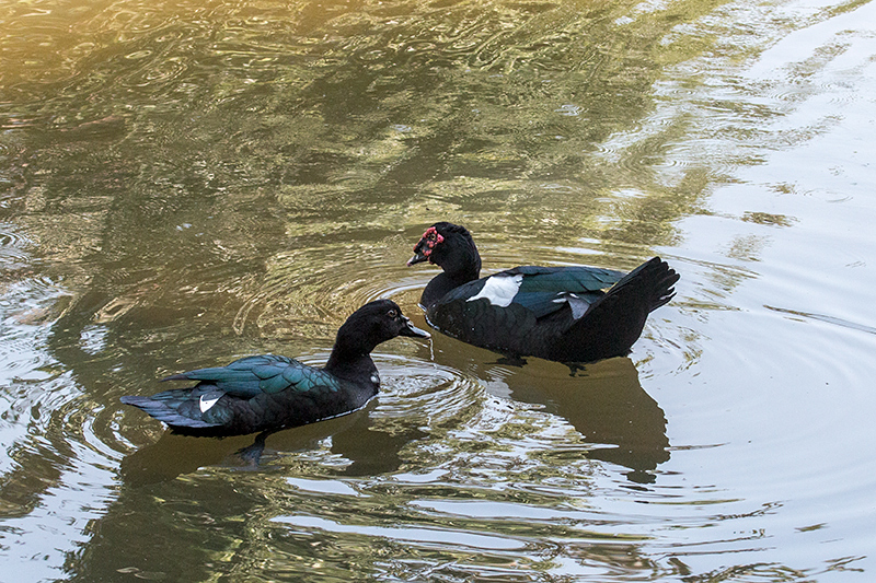 Muscovy Duck, Pousada Jardim da Amazonia, Brazil