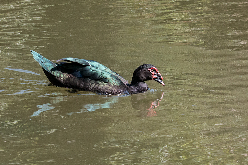 Muscovy Duck, Pousada Jardim da Amazonia, Brazil