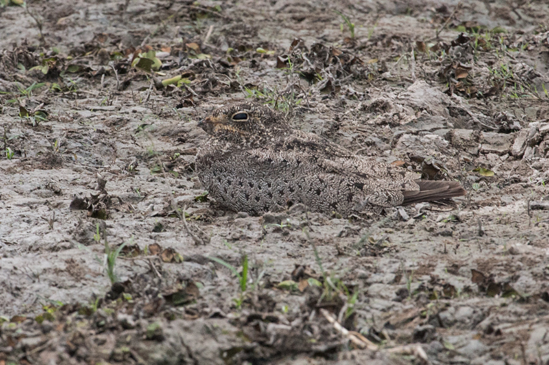 Cropped Image - Nacunda Nighthawk, Hotel Pantanal Norte, Porto Jofre, Brazil 