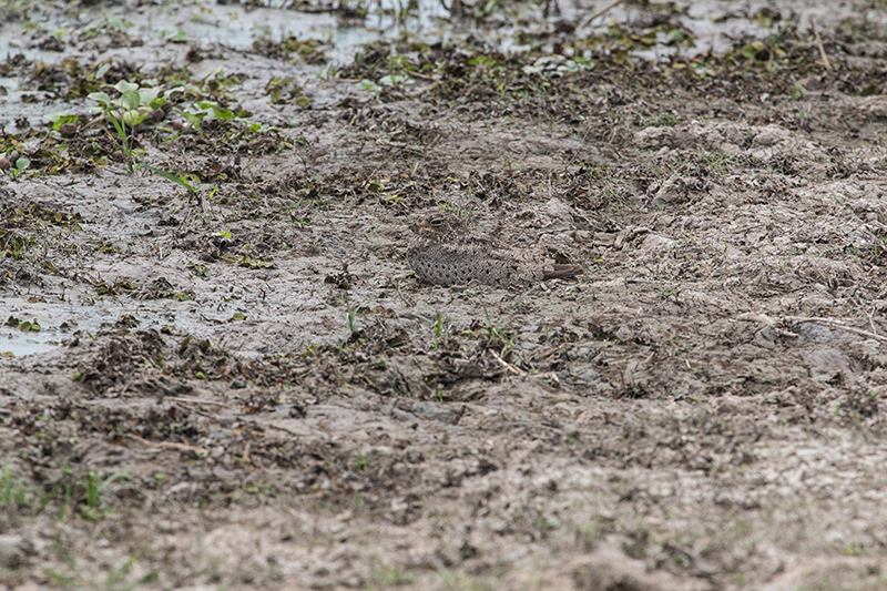 Nacunda Nighthawk, Hotel Pantanal Norte, Porto Jofre, Brazil 