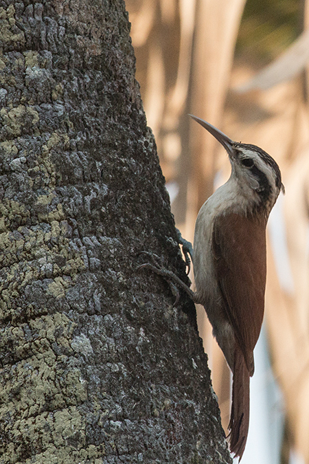 Narrow-billed Woodcreeper, Pantanal Mato Grosso Lodge, Brazil 