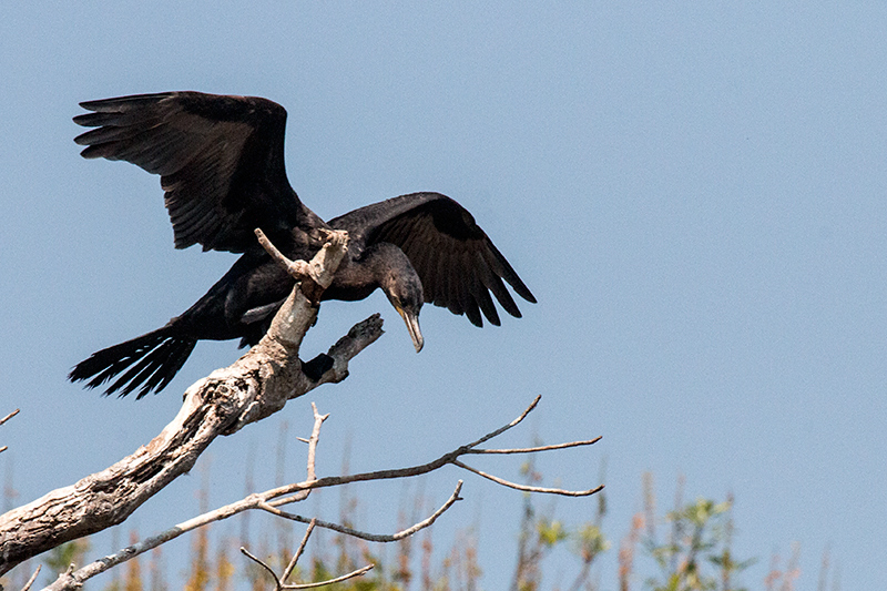 Neotropic Cormorant, Piuval Lodge, Brazil 