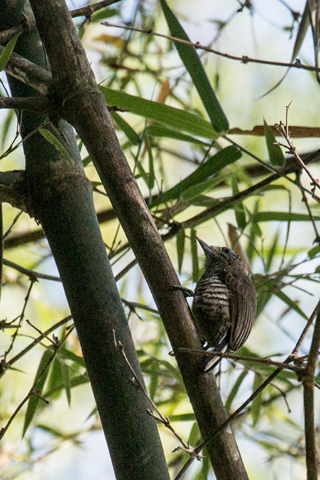 Ochre-collared Piculet, Parque Provincial Urugua-, Argentina