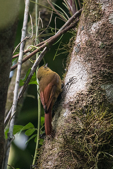 Olivaceous Woodcreeper, Folha Seca Road, Ubatuba, Brazil 