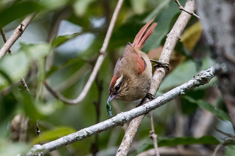 Pallid Spinetail, Hotel Simon,  Parque Nacional do Itatiaia, Brazil