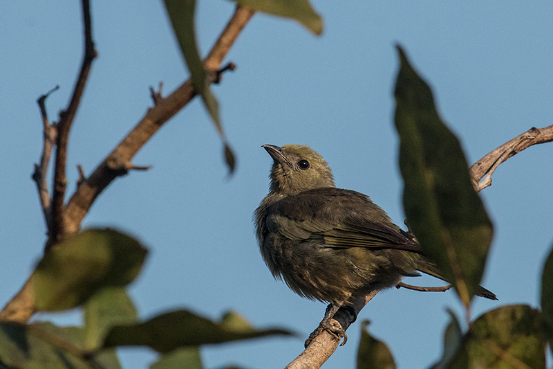 Palm Tanager, Pousada Jardim da Amazonia, Brazil