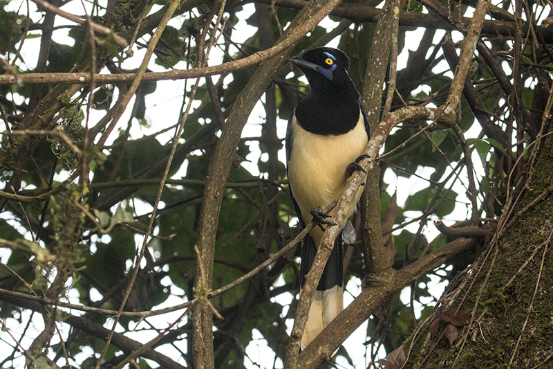 Plush-crested Jay, Parque Nacional do Iguau, Brazil